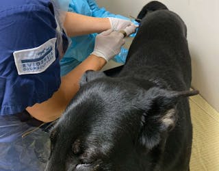 Transplante de microbiota fecal administrado a um cão em estação